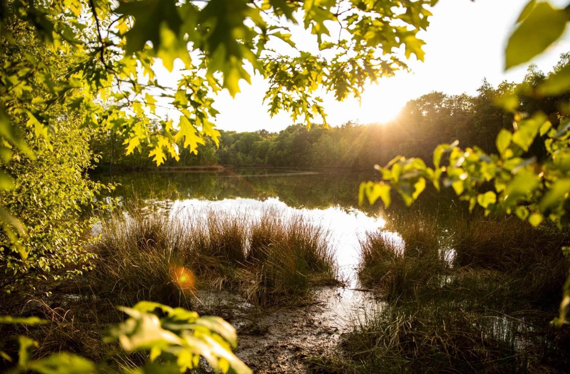 Vakantiewoning Heidebos In Het Nationaal Park Hoge Kempen Opglabbeek Luaran gambar